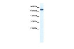 ZNF57 Rabbit anti-Human, Polyclonal, Novus Biologicals 0.1 mL | Buy Online | Novus Biologicals | Fisher Scientific
